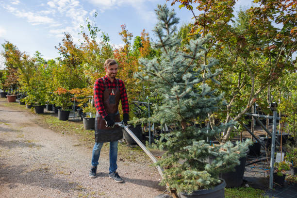 Best Emergency Tree Service  in Bermuda Run, NC